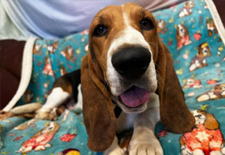 DaphneyLand Basset Rescue