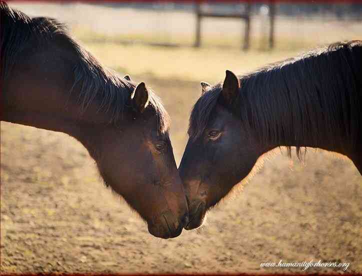 Hearts For Horses