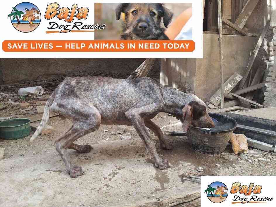 Baja dog hot sale rescue