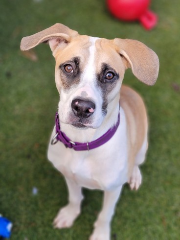 Buddy dog animal store shelter